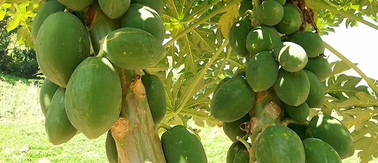 Blossoming Of Mango Trees | Shree Swaminarayan Mandir Bhuj